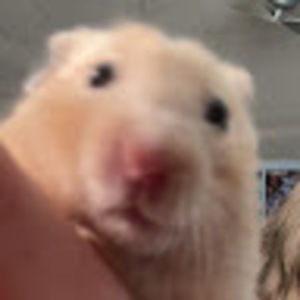 Meet your Posher, Adrian